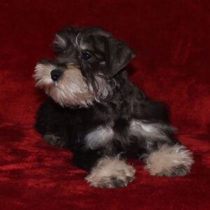 Miniature Schnauzer Puppy Sawyer