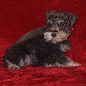 Miniature Schnauzer Puppy Sawyer
