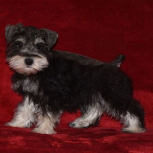 Miniature Schnauzer Puppy Sawyer