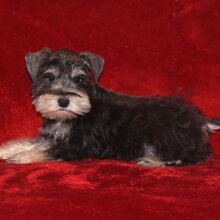 Miniature Schnauzer Puppy Sawyer
