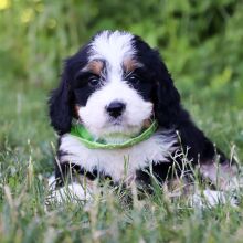 Bernedoodle Puppy Apollo