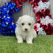 Maltipoo Puppy Gilly
