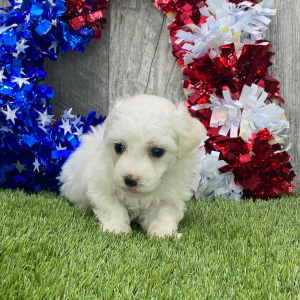 Maltipoo Puppy Gilly