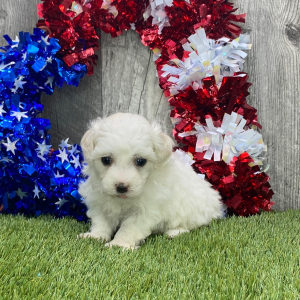 Maltipoo Puppy Gilly