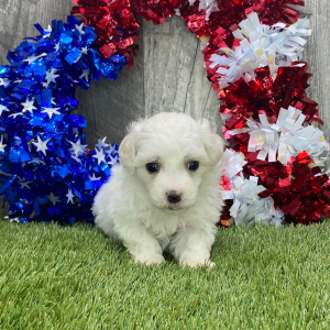 Maltipoo Puppy Gilly