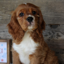 Cocker Spaniel Puppy PJ
