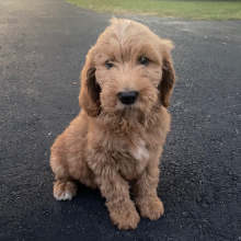 Labradoodle Puppy Elliot
