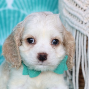 Cocker Spaniel Puppy Tony