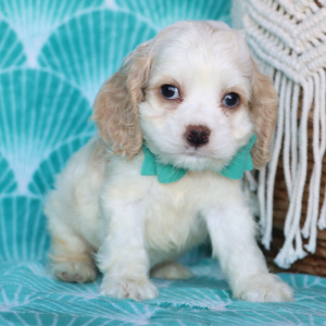 Cocker Spaniel Puppy Tony