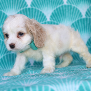 Cocker Spaniel Puppy Tony