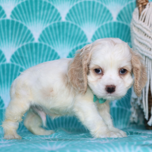 Cocker Spaniel Puppy Tony