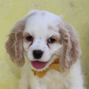 Cocker Spaniel Puppy Tony