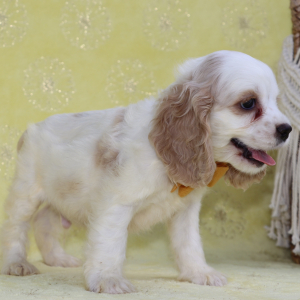 Cocker Spaniel Puppy Tony