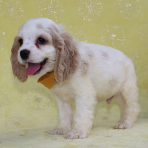 Cocker Spaniel Puppy Tony