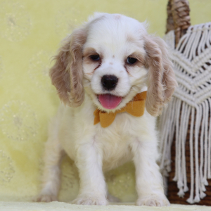Cocker Spaniel Puppy Tony