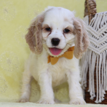 Cocker Spaniel Puppy Tony