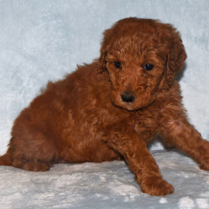 Goldendoodle Puppy Gidget