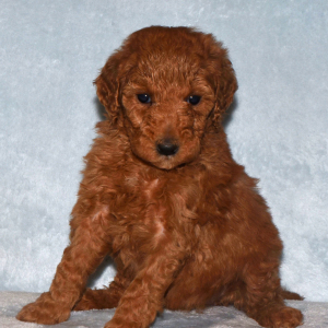 Goldendoodle Puppy Gidget