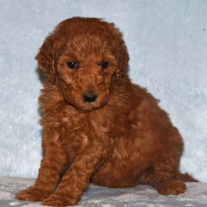 Goldendoodle Puppy Gidget