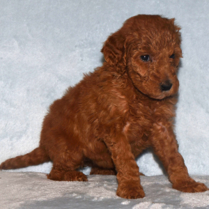 Goldendoodle Puppy Gidget