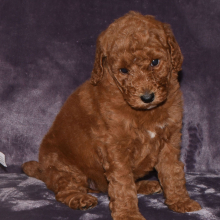 Poodle Puppy Nadia