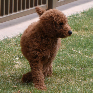 Poodle Puppy Nadia