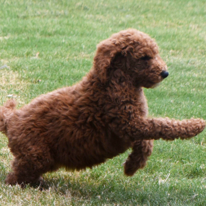 Poodle Puppy Nadia