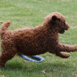 Poodle Puppy Nadia