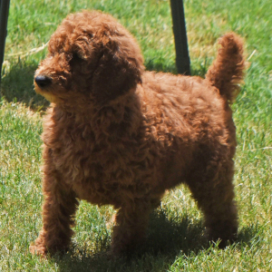 Poodle Puppy Nadia