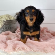 Dachshund Puppy Athena