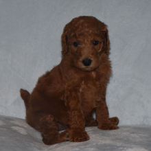 Poodle Puppy Morgan