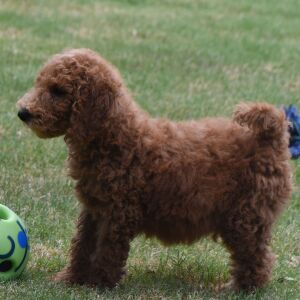 Poodle Puppy Morgan