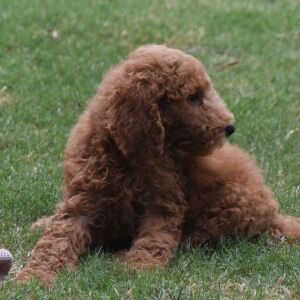 Poodle Puppy Morgan
