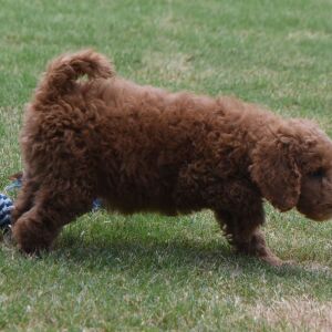 Poodle Puppy Morgan