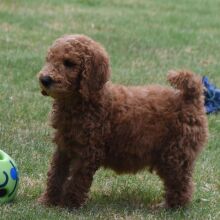 Poodle Puppy Morgan