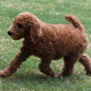 Poodle Puppy Morgan