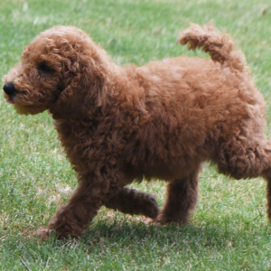 Poodle Puppy Morgan