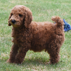 Poodle Puppy Morgan