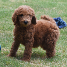 Poodle Puppy Morgan