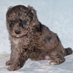 Labradoodle Puppy Pablo