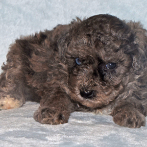 Labradoodle Puppy Pablo