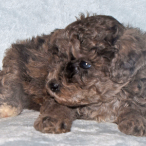 Labradoodle Puppy Pablo