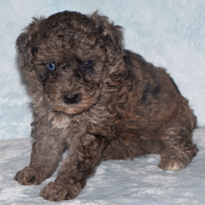 Labradoodle Puppy Pablo