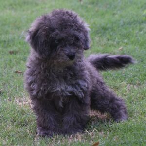 Labradoodle Puppy Pablo