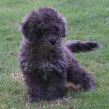 Labradoodle Puppy Pablo