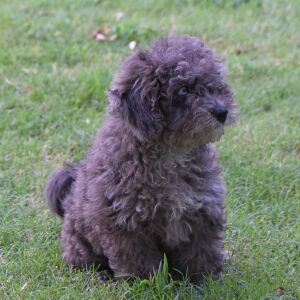 Labradoodle Puppy Pablo