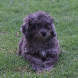 Labradoodle Puppy Pablo