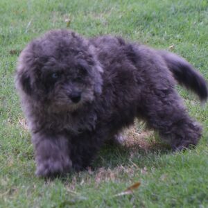 Labradoodle Puppy Pablo
