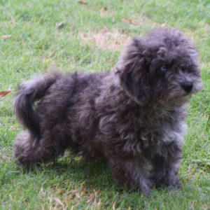 Labradoodle Puppy Pablo
