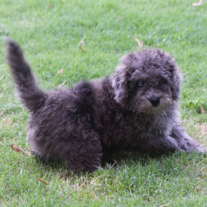 Labradoodle Puppy Pablo